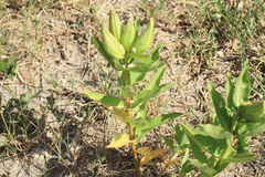 Asclepias viridis