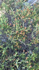Passerina rigida