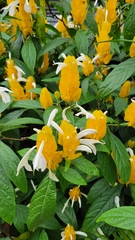 Pachystachys lutea