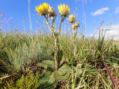 Berkheya rhapontica