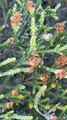 Passerina rigida