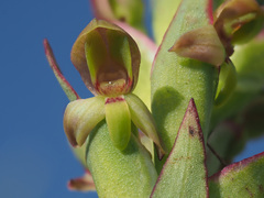 Disa brevicornis