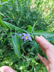 Solanum amygdalifolium