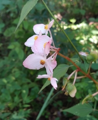 Begonia pedata