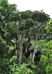 Cussonia sphaerocephala