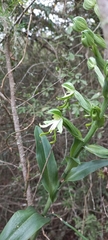 Bonatea speciosa