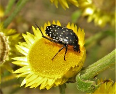 Oxythyrea marginalis