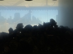 Crassostrea virginica