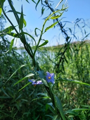 Solanum amygdalifolium