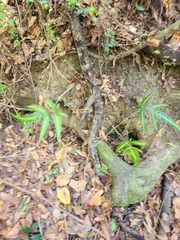 Arachniodes simplicior