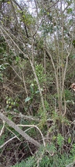 Bonatea speciosa