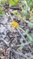 Manulea tomentosa