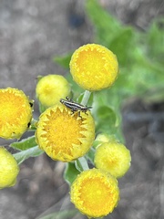 Helichrysum aureum