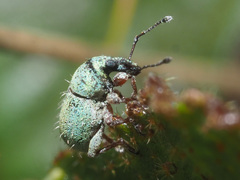 Eremnus setulosus