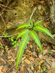 Arachniodes simplicior