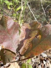 Quercus velutina