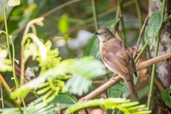 Rubigula erythropthalmos