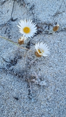 Helichrysum retortum