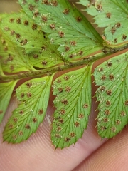 Arachniodes simplicior