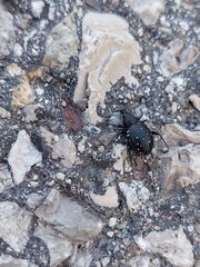 Otiorhynchus gemmatus