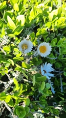 Helichrysum retortum