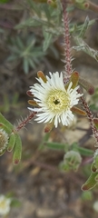 Drosanthemum calycinum