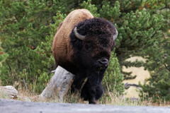 Bison bison bison