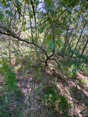 Cephalanthus occidentalis