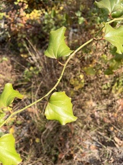 Smilax