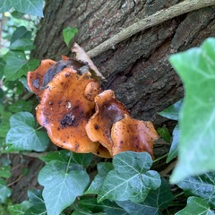 Flammulina velutipes
