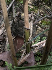 Uranoscodon superciliosus