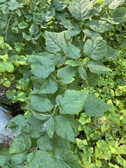 Rubus leucodermis