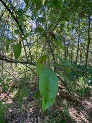 Cephalanthus occidentalis
