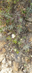 Drosanthemum calycinum
