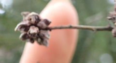 Dasineura rubiformis