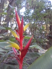 Heliconia subulata