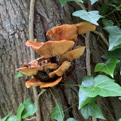 Flammulina velutipes
