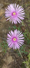Lampranthus elegans