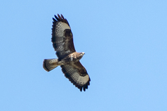 Buteo buteo buteo