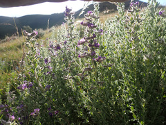 Lotononis lotononoides