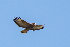 Buteo buteo buteo