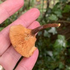 Flammulina velutipes