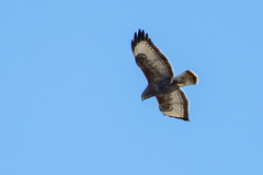 Buteo buteo buteo
