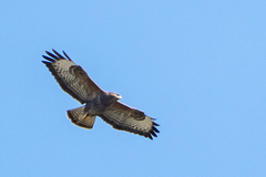 Buteo buteo buteo