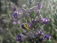 Lotononis lotononoides