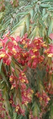 Passerina