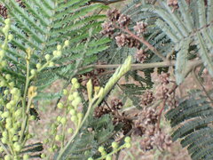 Dasineura rubiformis