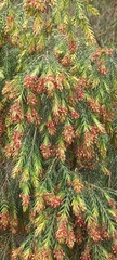Passerina