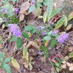 Elsholtzia splendens