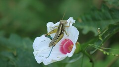 Paraidemona